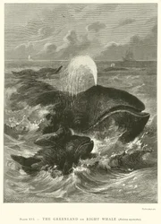 The Greenland or Right Whale (Balaena Mysticetus)